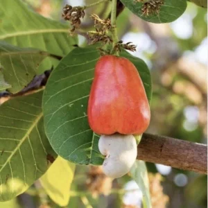 100 Fresh Organic Cashew Leaves - Culinary & Herbal Use - Image 6