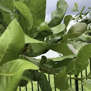 100 Fresh Organic Cashew Leaves - Culinary & Herbal Use - Image 7