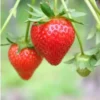 100 Guardian Strawberry Bare Roots - June-Bearing Fruit Plants - Image 2