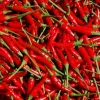 100 Heirloom Thai Chili Hot Pepper Seeds - Non-GMO, Fresh, Spicy, Outdoor - Image 1