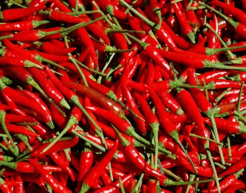 100 Heirloom Thai Chili Hot Pepper Seeds - Non-GMO, Fresh, Spicy, Outdoor - Image 1