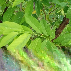 100+ Organic Sugar Apple Leaves - Fresh Custard Apple, Annona Squamosa Leaves, Green, Evergreen - Image 3