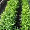 100+ Organic Thai Water Spinach Seeds - Ong Choy Kang Kong - Easy Grow Vegetable Seeds - Image 1