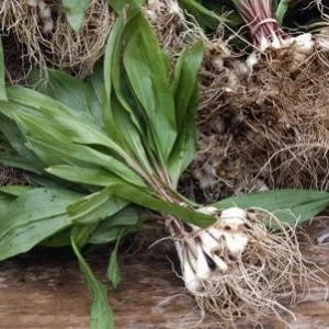 100 Organic Wild Ramps Bulbs - Allium Tricoccum Bare Root for Planting - Image 8