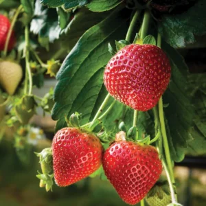 100 Quinault Strawberry Bare Roots - Everbearing Fruit Plant for Gardens - Image 6