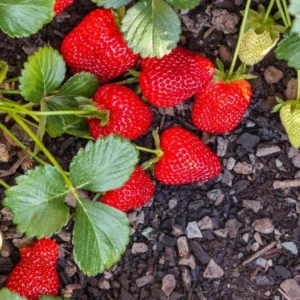 100 Seascape Strawberry Bare Roots - Everbearing Fragaria × ananassa, USDA Zones 4-8 - Image 2
