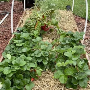100 Seascape Strawberry Bare Roots - Everbearing Fragaria × ananassa, USDA Zones 4-8 - Image 7