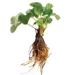 100 Sequoia Strawberry Bare Roots - Everbearing Fruit Plant - Image 4