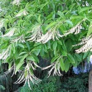 100 Sourwood Tree Seeds (Oxydendrum arboreum) - Honey Bee Tree, Cold Hardy, Deciduous, Flowering - Image 2