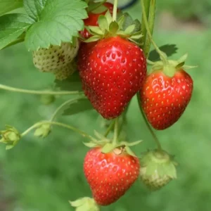 100 Sparkle Strawberry Bare Roots - Cold-Hardy, Sweet June-Bearing Fragaria × ananassa - Image 7