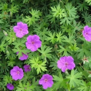 100 Wild Geranium Cranesbill Bare Roots - Organic Geranium Maculatum Plants - Image 10