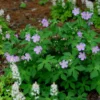 100 Wild Geranium Cranesbill Bare Roots - Organic Geranium Maculatum Plants - Image 1