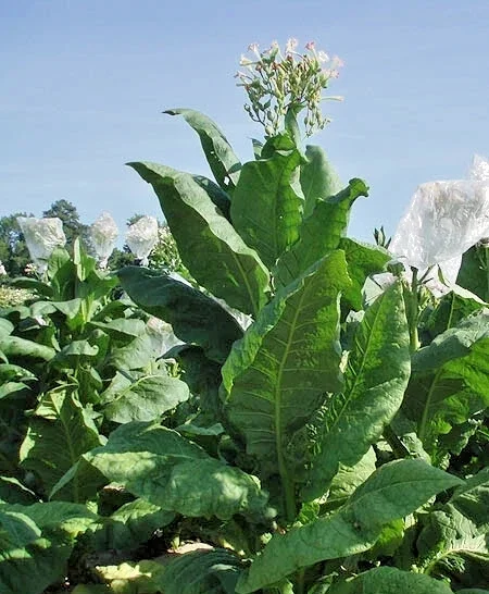 1000 Virginia Gold Tobacco Seeds - Heirloom Nicotiana Tabacum - Fast Growing Herb Seeds - Image 1