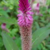 100x Celosia Argentea Seeds - Cockscomb Amaranth, Edible & Ornamental - Image 1