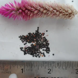 100x Celosia Argentea Seeds - Cockscomb Amaranth, Edible & Ornamental - Image 2