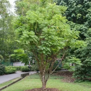 10x Bilimbi Averrhoa Seeds - Exotic Sorrel Cucumber Fruit Tree Seeds - Image 3