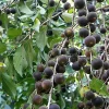 10x Ketembilla Ceylon Gooseberry Seeds - Dovyalis hebecarpa Edible Fruit - Image 1