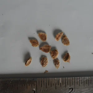 10x Ketembilla Ceylon Gooseberry Seeds - Dovyalis hebecarpa Edible Fruit - Image 2