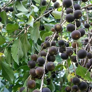 10x Ketembilla Ceylon Gooseberry Seeds - Dovyalis hebecarpa Edible Fruit - Image 1