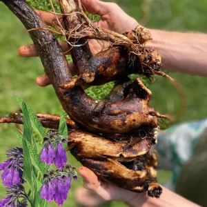 12 Bocking 14 Comfrey Live Plant Roots – Fast-Growing Perennial Herb for Planting - Image 3
