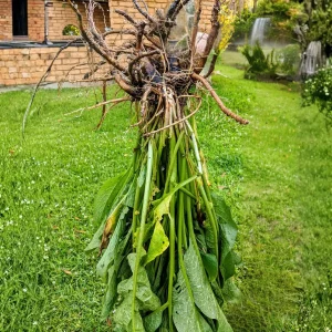 12 Bocking 14 Comfrey Live Plant Roots – Fast-Growing Perennial Herb for Planting - Image 5