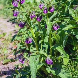 12 Comfrey Roots Plants Live, 4-6 Inch, Perennial Herb for Garden - Image 2