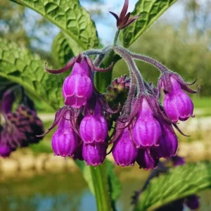 12 Comfrey Roots Plants Live, 4-6 Inch, Perennial Herb for Garden - Image 3