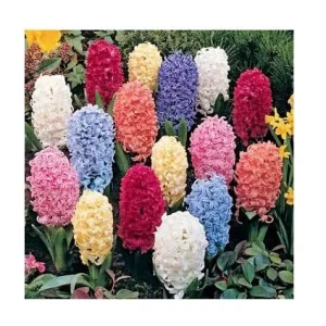 12 Hyacinth Giant Mixture Bulbs - Fragrant Spring Flowers - 6-8