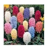12 Hyacinth Giant Mixture Bulbs - Fragrant Spring Flowers - 6-8" Tall - Zone 3-9 - Image 1