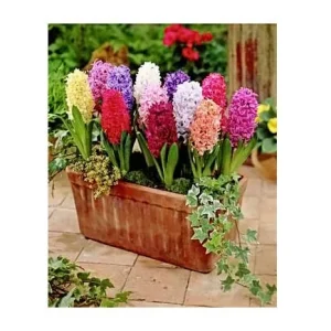12 Hyacinth Giant Mixture Bulbs - Fragrant Spring Flowers - 6-8