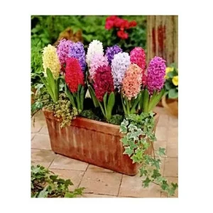 12 Hyacinth Giant Mixture Bulbs - Fragrant Spring Flowers - 6-8