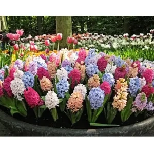 12 Hyacinth Giant Mixture Bulbs - Fragrant Spring Flowers - 6-8