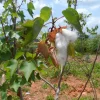 12 White Cotton Seeds - Easy to Grow Plant for Home Garden - Image 1