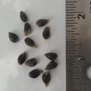 12 White Cotton Seeds - Easy to Grow Plant for Home Garden - Image 2