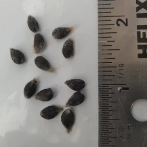 12 White Cotton Seeds - Easy to Grow Plant for Home Garden - Image 4