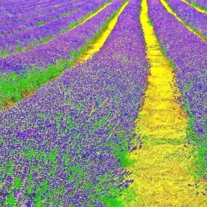 1200+ English Lavender Seeds - Heirloom Perennial Herb for Garden & Repelling Mosquitoes - Image 2