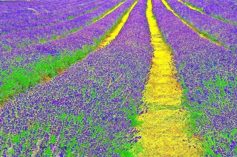 1200+ English Lavender Seeds - Heirloom Perennial Herb for Garden & Repelling Mosquitoes - Image 2