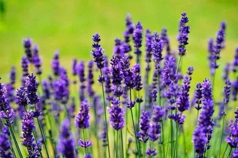 1200+ English Lavender Seeds - Heirloom Perennial Herb for Garden & Repelling Mosquitoes - Image 3