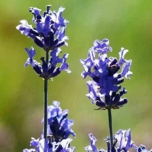 1200+ English Lavender Seeds - Heirloom Perennial Herb for Garden & Repelling Mosquitoes - Image 4
