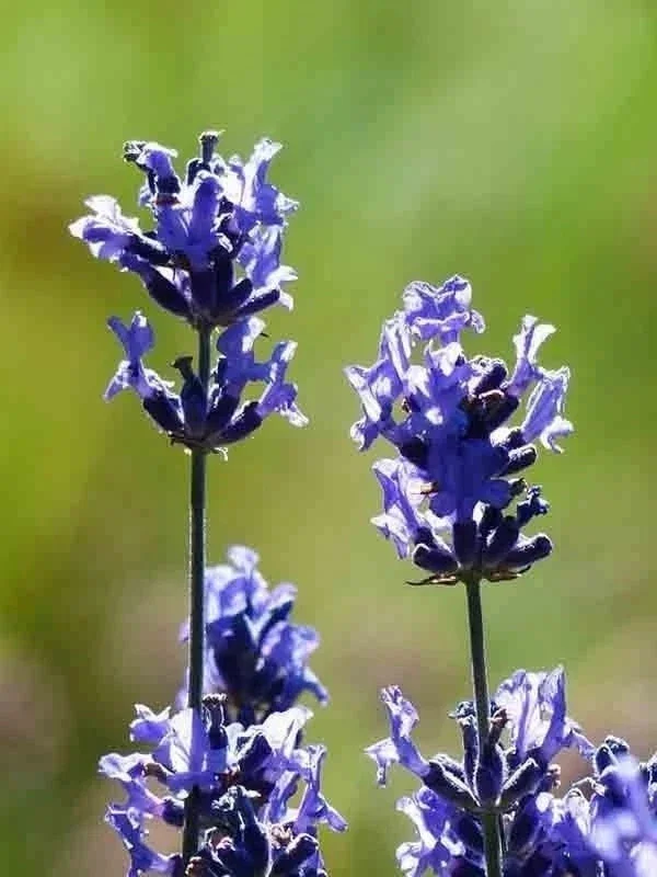 1200+ English Lavender Seeds - Heirloom Perennial Herb for Garden & Repelling Mosquitoes - Image 4