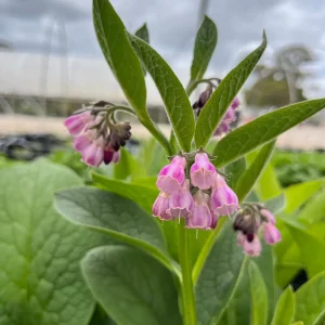 15 Comfrey Cutting , 4-6 Inch, Perennial Herb for Garden