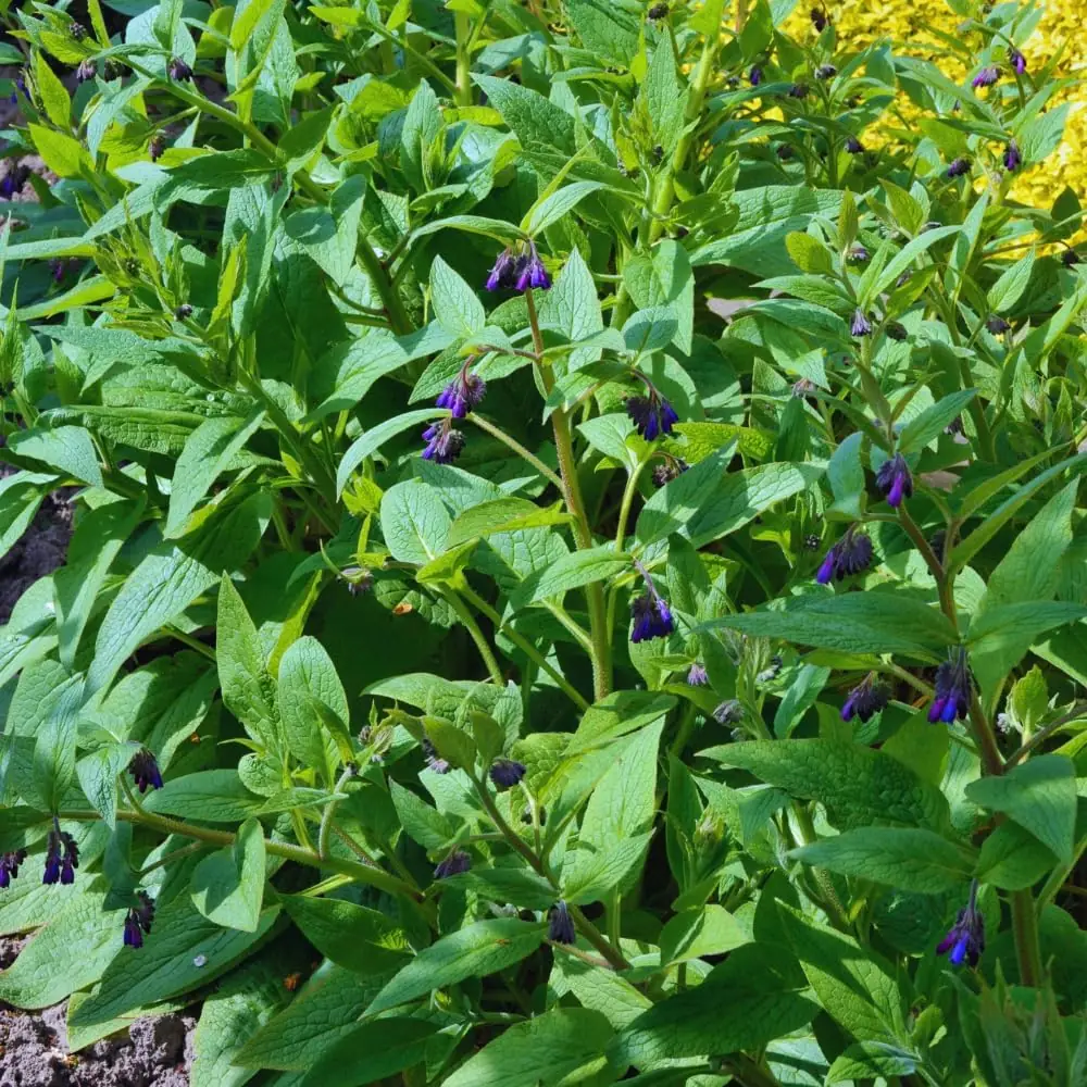 15 Comfrey Roots Live Plant Rhizomes for Planting - Herb Garden - High Yields - Image 2