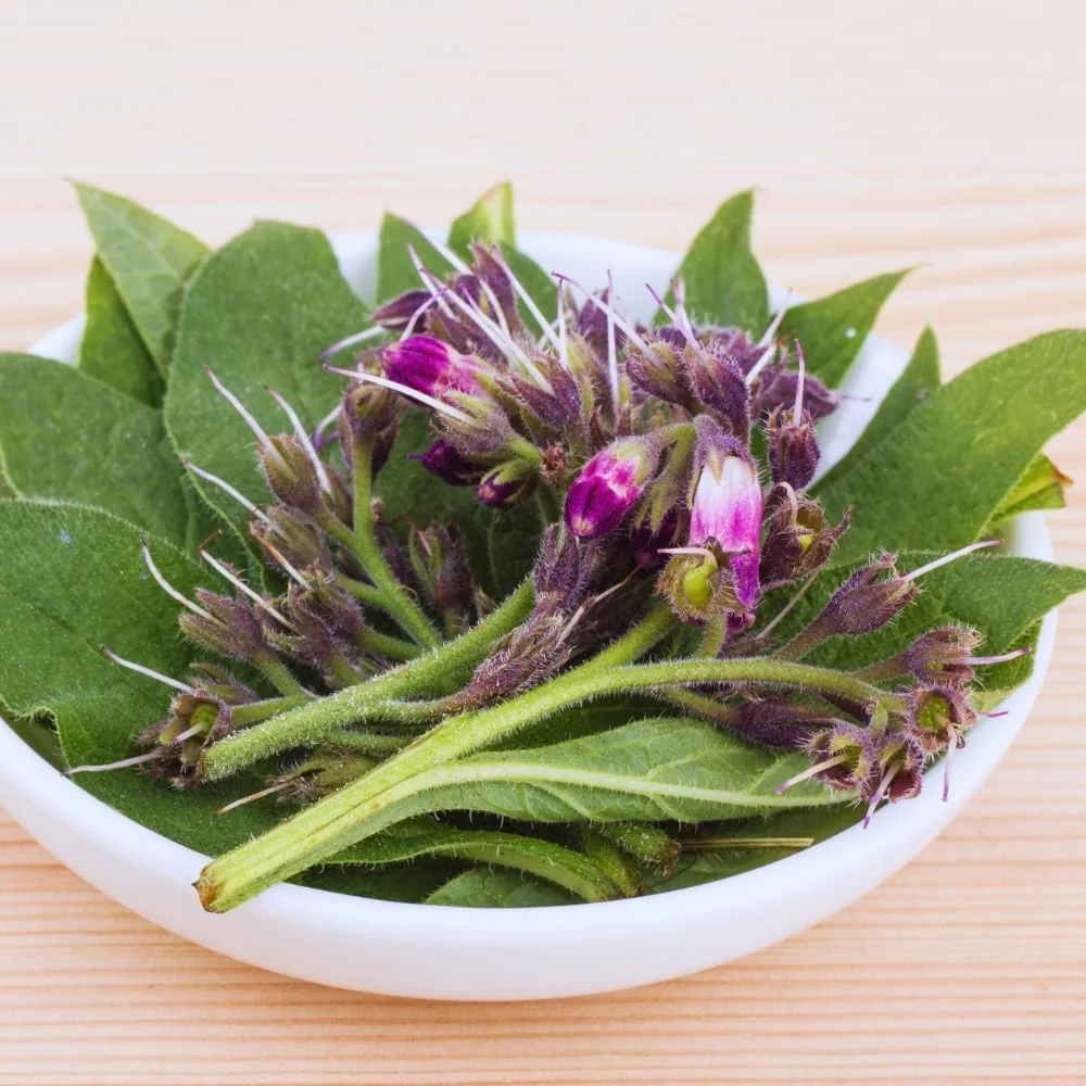 15 Comfrey Roots Live Plant Rhizomes for Planting - Herb Garden - High Yields - Image 3