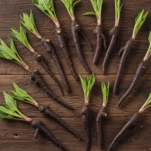 15 Comfrey Roots Live Plant Rhizomes for Planting - Herb Garden - High Yields - Image 1