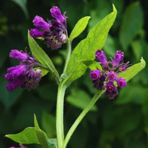 15 Comfrey Roots Live Plant Rhizomes for Planting - Herb Garden - High Yields - Image 4