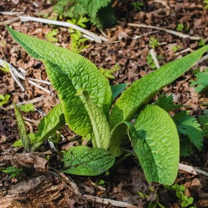 15 Comfrey Roots Live Plant Rhizomes for Planting - Herb Garden - High Yields - Image 5
