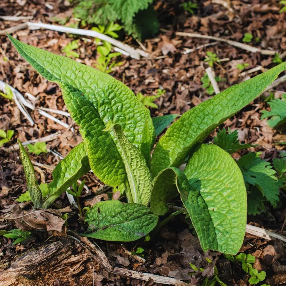 15 Comfrey Roots Live Plant Rhizomes for Planting - Herb Garden - High Yields - Image 5