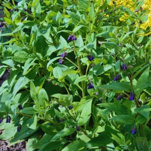 15 Comfrey Roots Live Plants – Rhizomes for Planting, Herb Garden, Perennial - Image 2