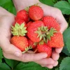 15 Everbearing Strawberry Plants – Bare Root Day-Neutral Variety – Sweet Berries – Outdoor - Image 1