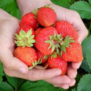 15 Everbearing Strawberry Plants – Bare Root Day-Neutral Variety – Sweet Berries – Outdoor - Image 1